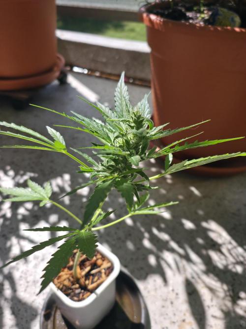Super Skunk Auto. Week 3