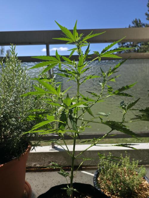 Super Skunk Auto. Week 3