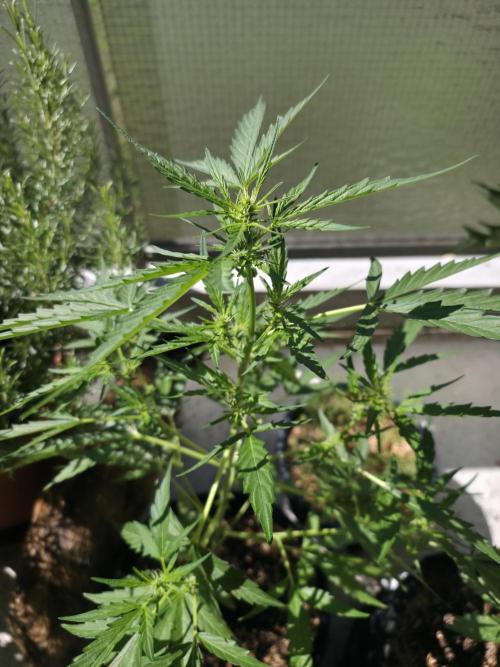 Super Skunk Auto. Week 3