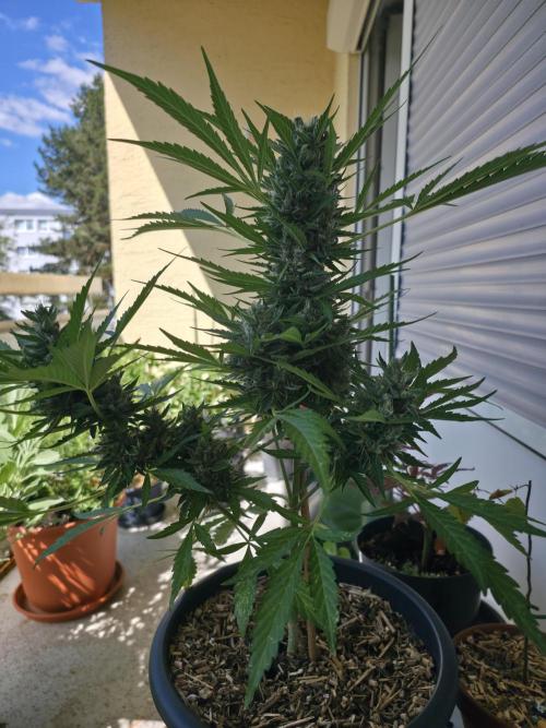 Frosted Zinn x Coockie Dog Auto. Week 7