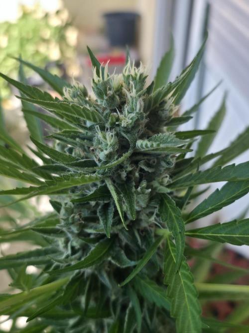 Frosted Zinn x Coockie Dog Auto. Week 7