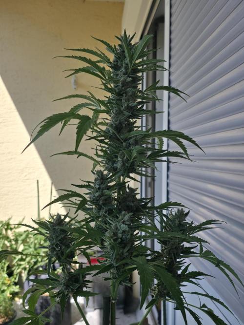 Frosted Zinn x Coockie Dog Auto. Week 7