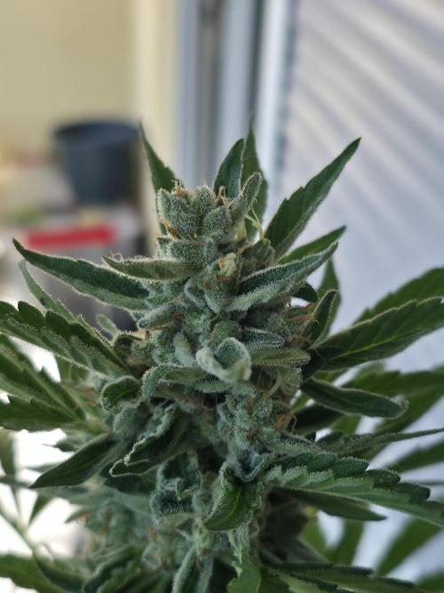 Frosted Zinn x Coockie Dog Auto. Week 7