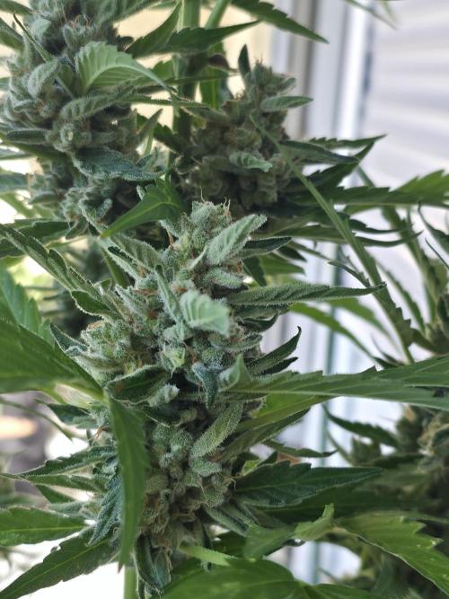 Frosted Zinn x Coockie Dog Auto. Week 7