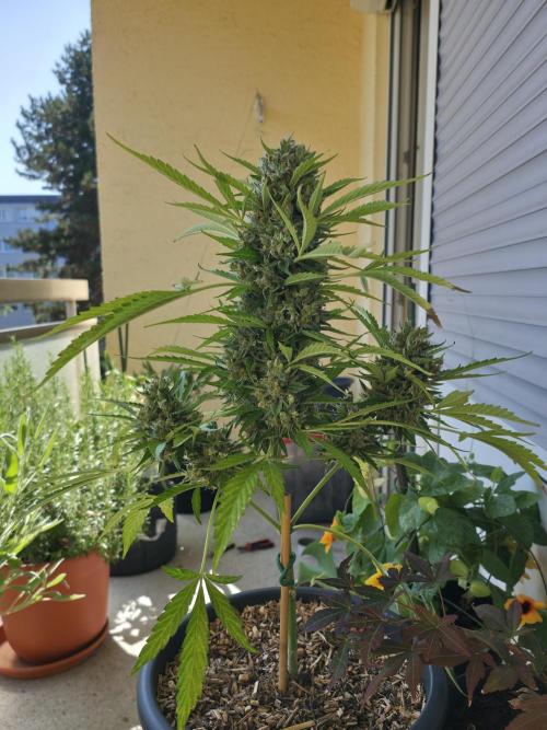 Frosted Zinn x Coockie Dog Auto. Week 9