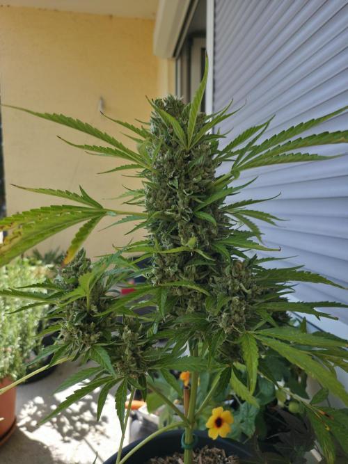 Frosted Zinn x Coockie Dog Auto. Week 9