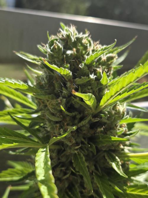 Frosted Zinn Auto x Cookie Dog Auto. Week 9