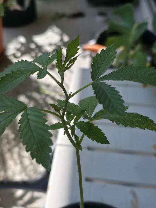 Sour Strawberry. Week 1