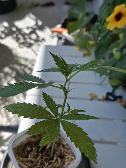 Sour Strawberry. Week 1