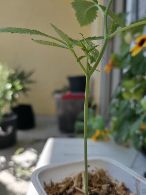 Sour Strawberry. Week 1