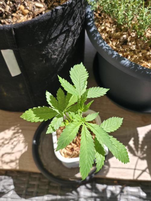 Sour Strawberry. Week 1
