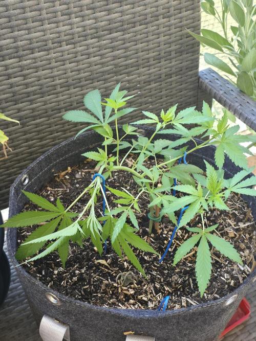 Sour Strawberry. Week 3