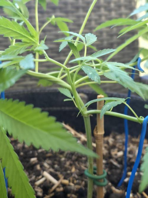 Sour Strawberry. Week 3