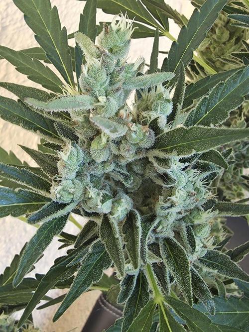 Super Skunk Auto. Week 7