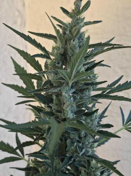 Super Skunk Auto. Week 7