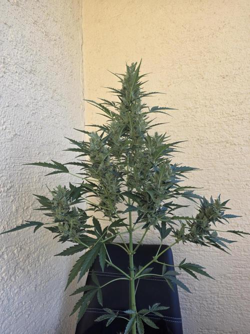 Super Skunk Auto. Week 7