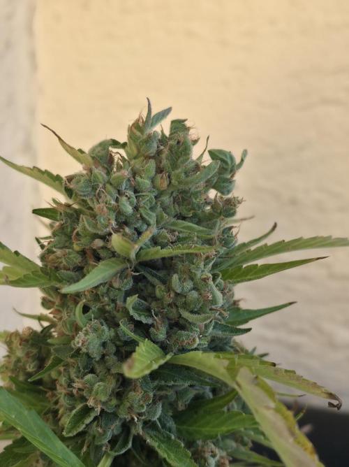 Frosted Zinn x Coockie Dog Auto. Week 11