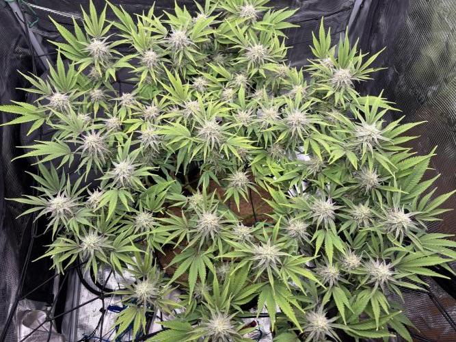 Blue Gelato 41. Week 17