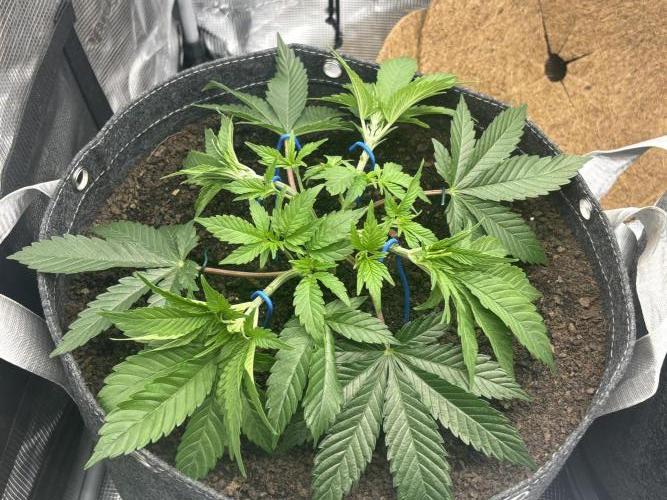 Blue Gelato 41. Week 6