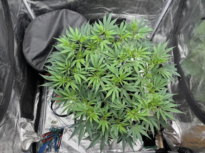 Blue Gelato 41. Week 12