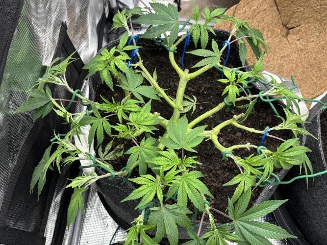 Blue Gelato 41. Week 10