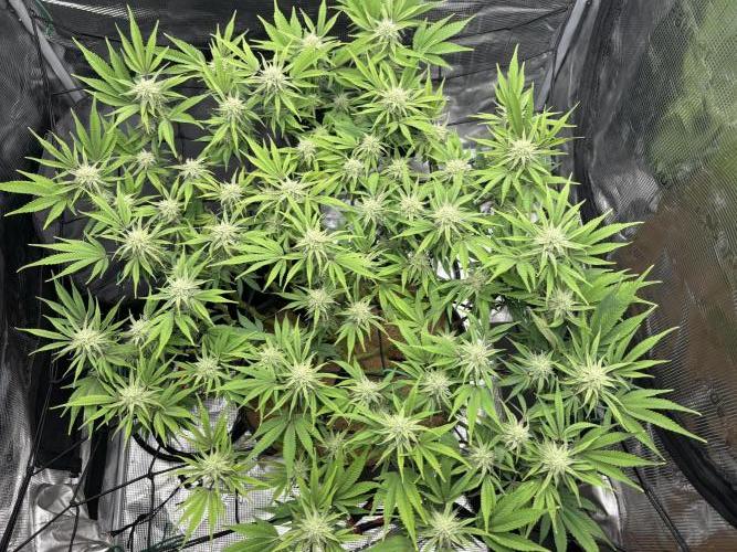 Blue Gelato 41. Week 16