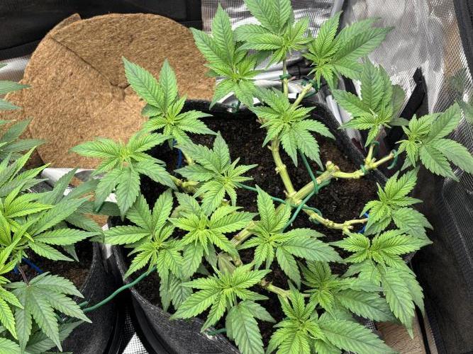 Blue Gelato 41. Week 10