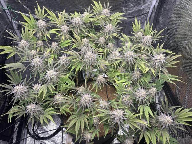 Blue Gelato 41. Week 18