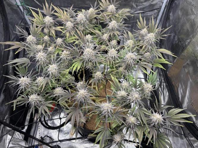 Blue Gelato 41. Week 19