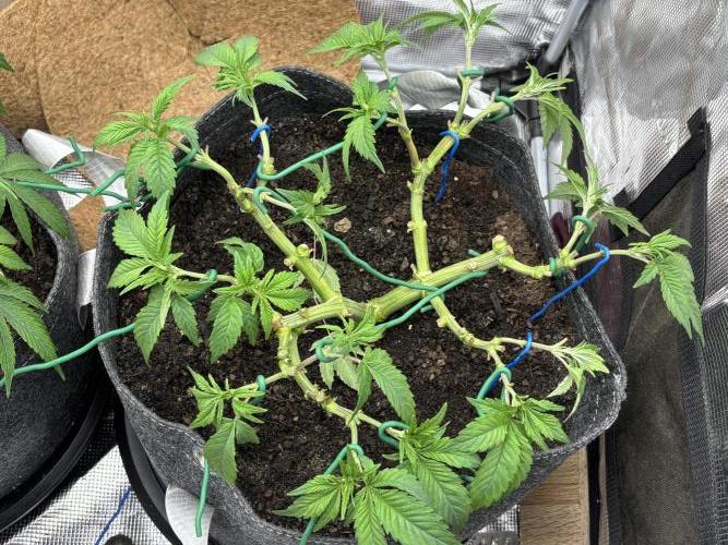 Blue Gelato 41. Week 10