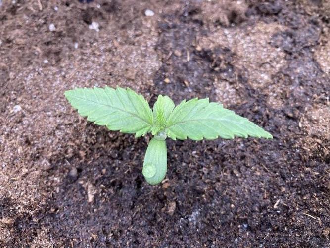 Zamnesia Landrace Pack - Panama Red. Week 1