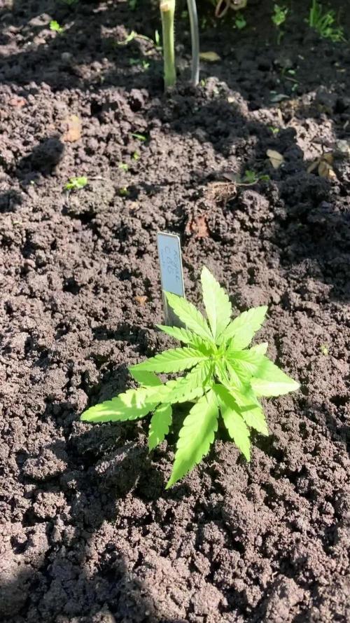 Royal CBG auto RQS outdoor