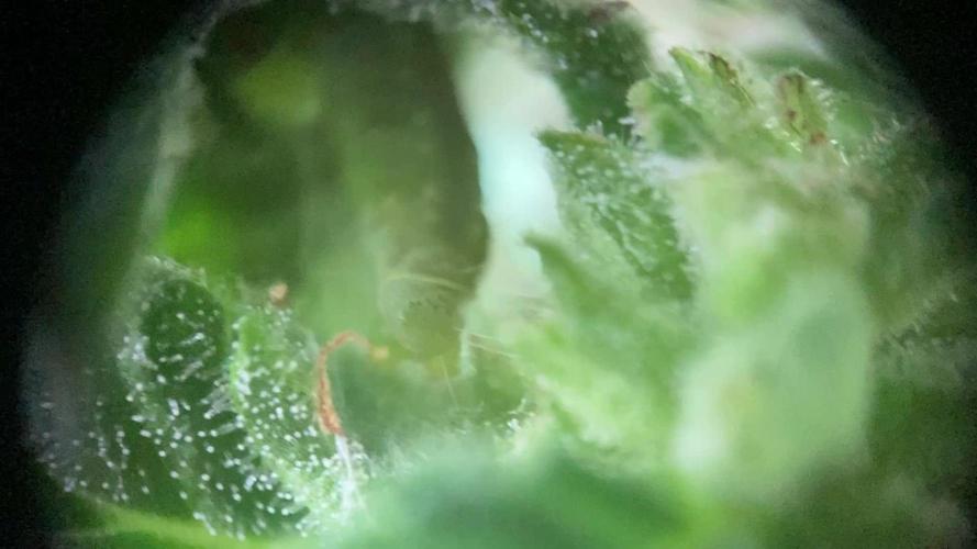 Royal CBG auto RQS outdoor 2nd run 2025