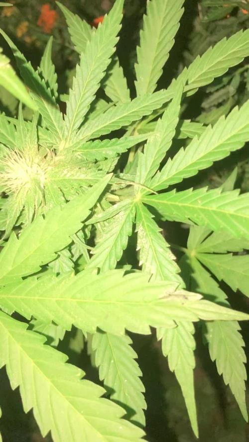 WhiteWidow auto Zamnesia Outdoor 2nd run