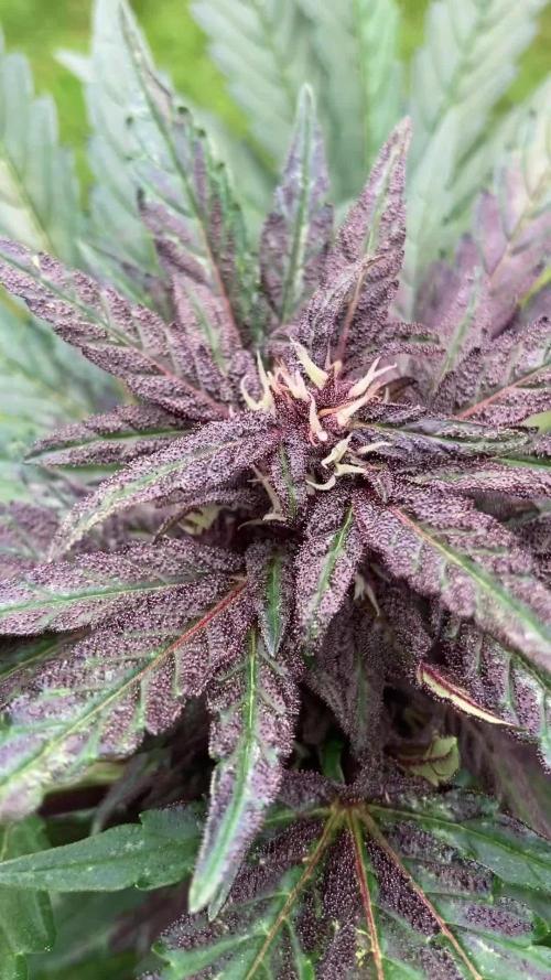 Purplematic CBD RQS Outdoor 2nd run 2025