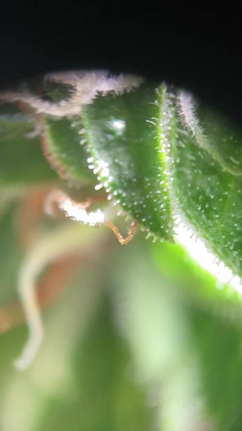 Royal CBG auto RQS outdoor 2nd run 2025