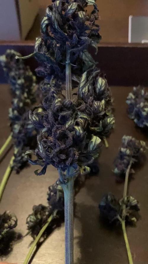 Purplematic CBD RQS Outdoor 2nd run 2025