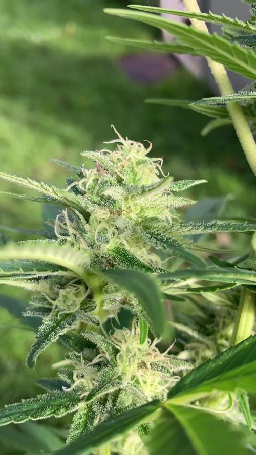 Black Runtz Zamnesia Seeds Outdoor