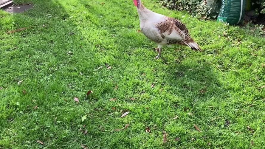 Black Runtz Zamnesia Seeds Outdoor