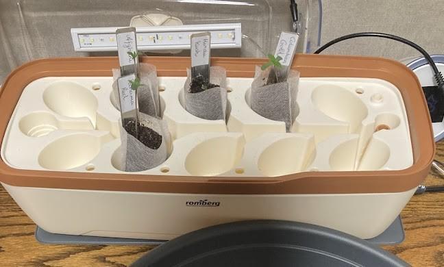 Zamnesia Landrace - Hindu Kush indoor. Week 0 - 4 seeds germinated!