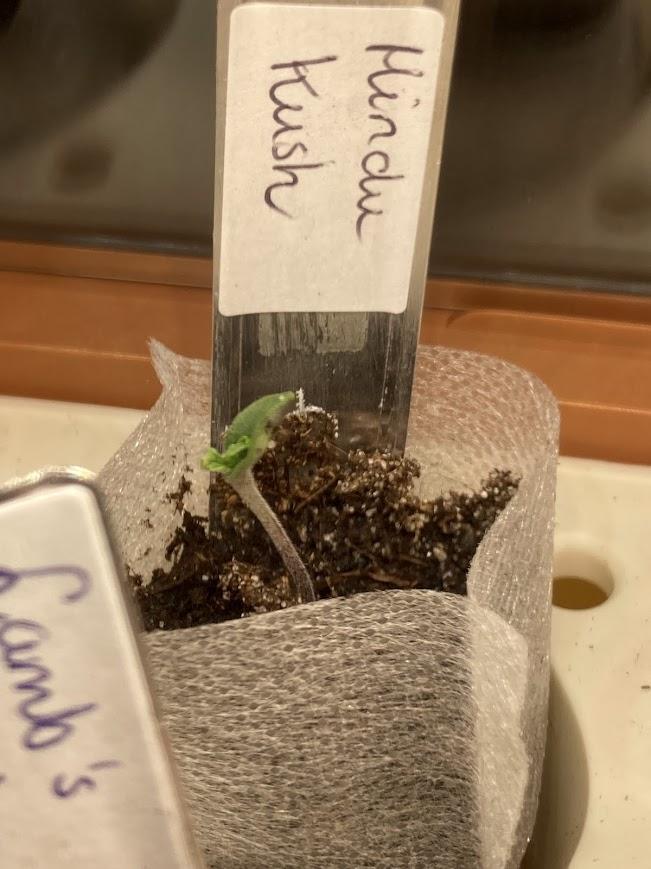 Zamnesia Landrace - Hindu Kush indoor. Week 1