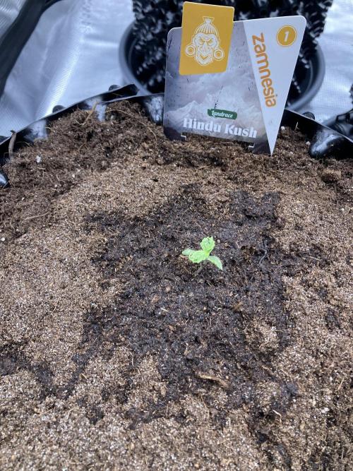 Zamnesia Landrace - Hindu Kush indoor. Week 2