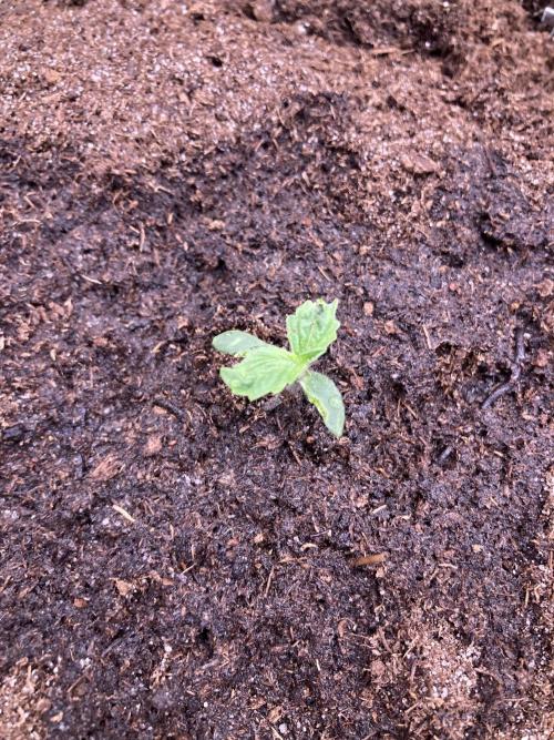 Zamnesia Landrace - Hindu Kush indoor. Week 2