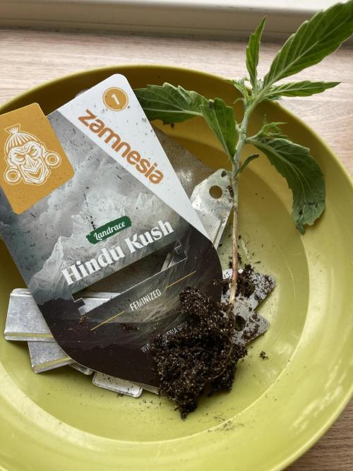 Zamnesia Landrace - Hindu Kush indoor. Week 4