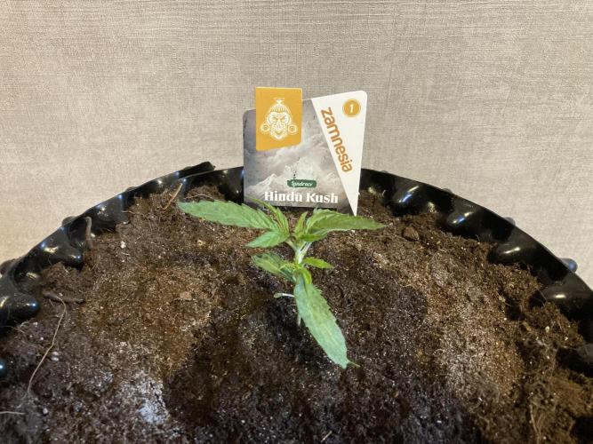 Zamnesia Landrace - Hindu Kush indoor. Week 4