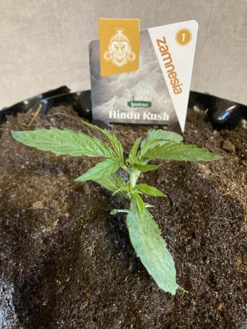Zamnesia Landrace - Hindu Kush indoor. Week 4