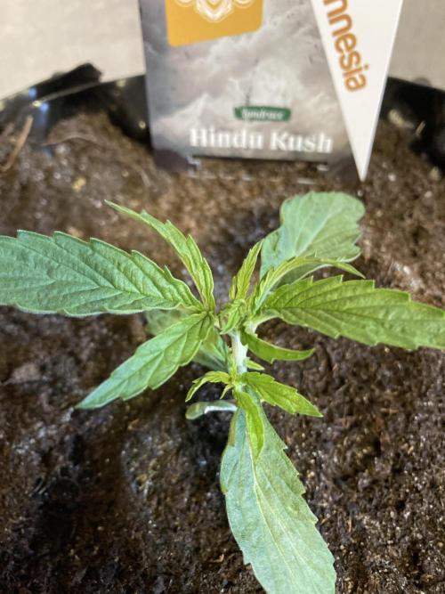 Zamnesia Landrace - Hindu Kush indoor. Week 4
