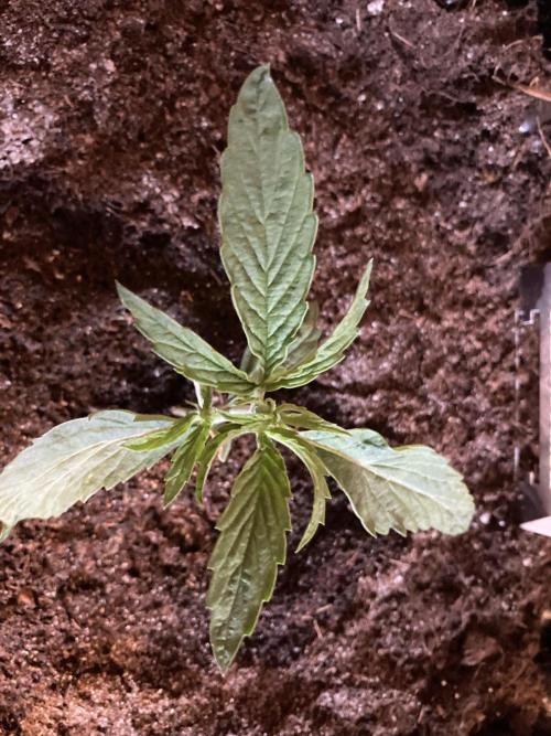 Zamnesia Landrace - Hindu Kush indoor. Week 4