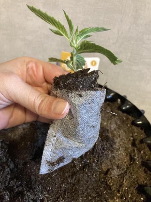 Zamnesia Landrace - Hindu Kush indoor. Week 4