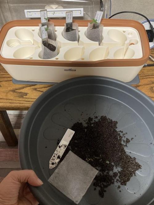 Zamnesia Landrace Pack - Colombian Gold. Week 0